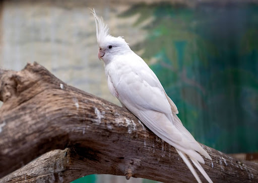 アルビノのオカメインコ