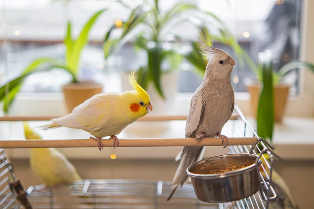 止まり木に立つ2羽のオカメインコ