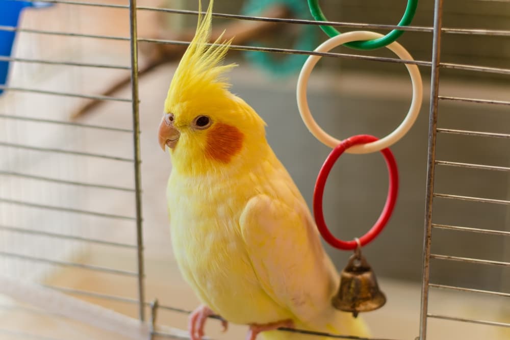 ケージの入り口に立つオカメインコ