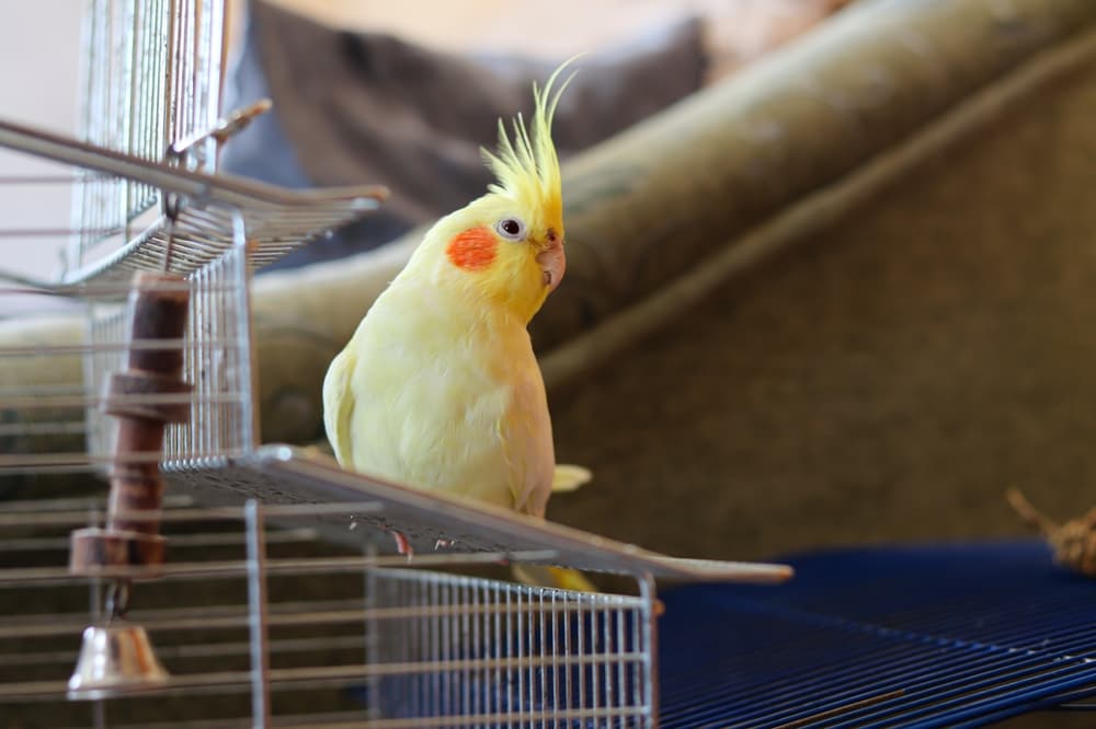 ケージの上に立つオカメインコ