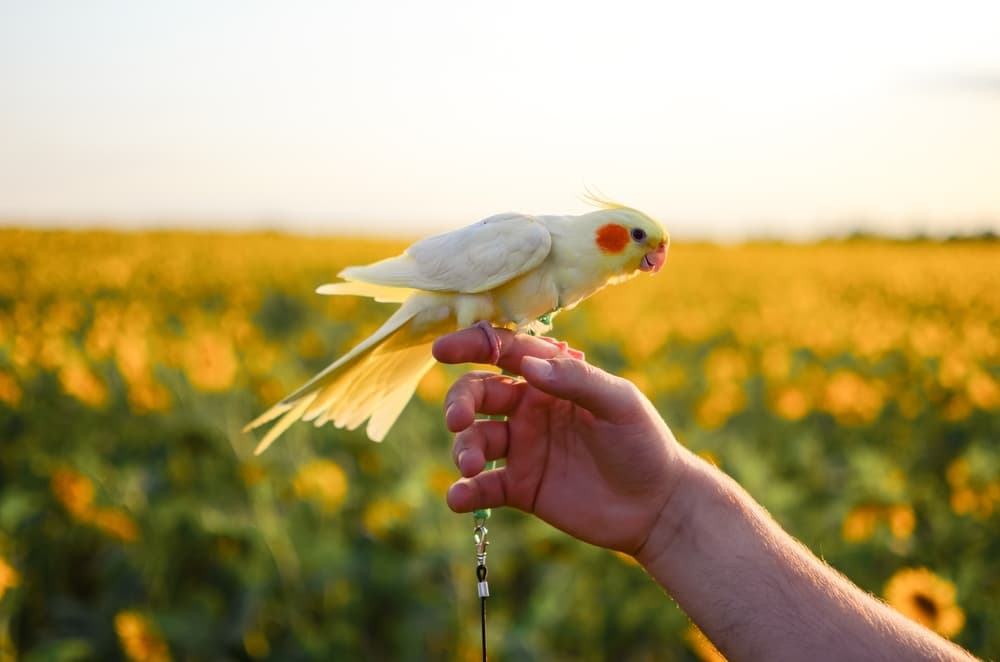 指の上に乗るオカメインコ