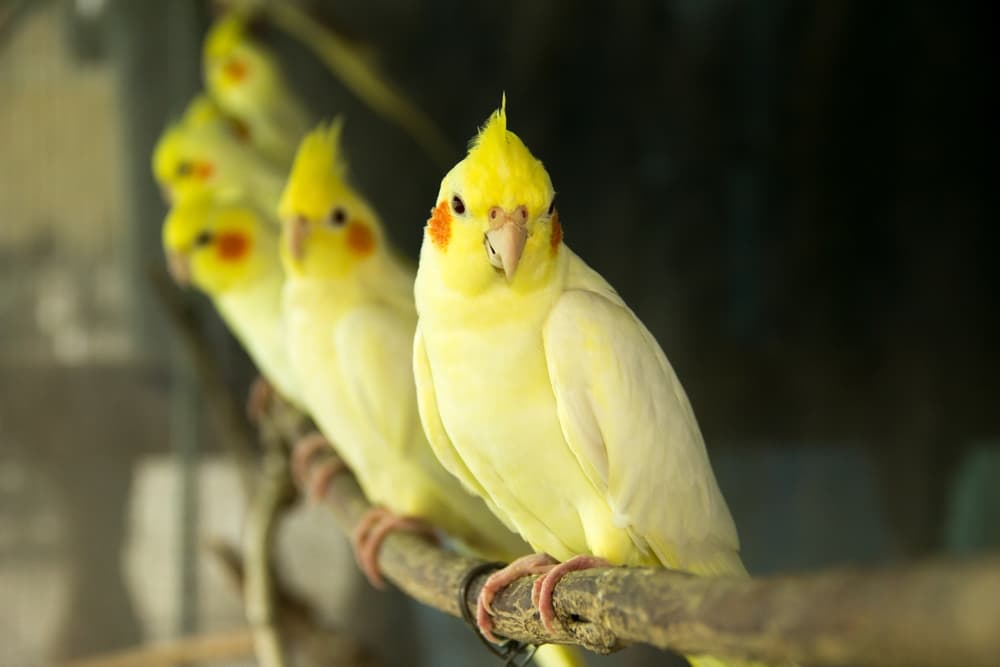 横を向いてるオカメインコの全体写真