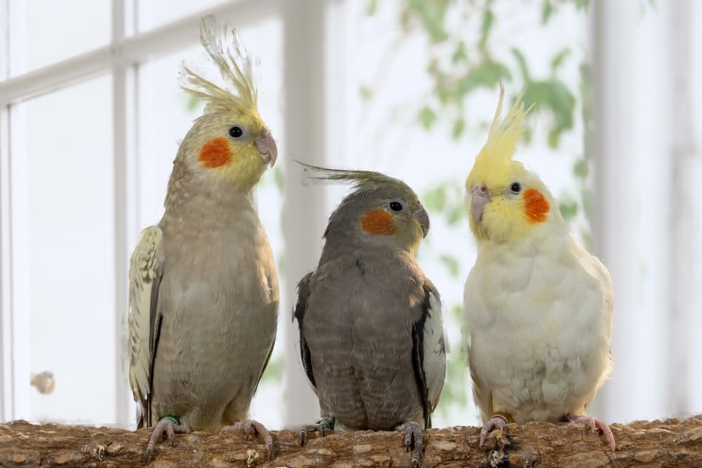 三匹並んで木の枝に立つオカメインコ