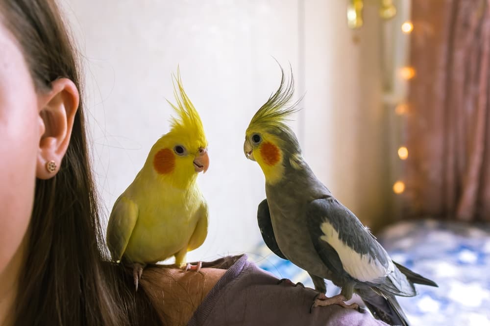 人の方の上に乗って向かい合う2羽のオカメインコ