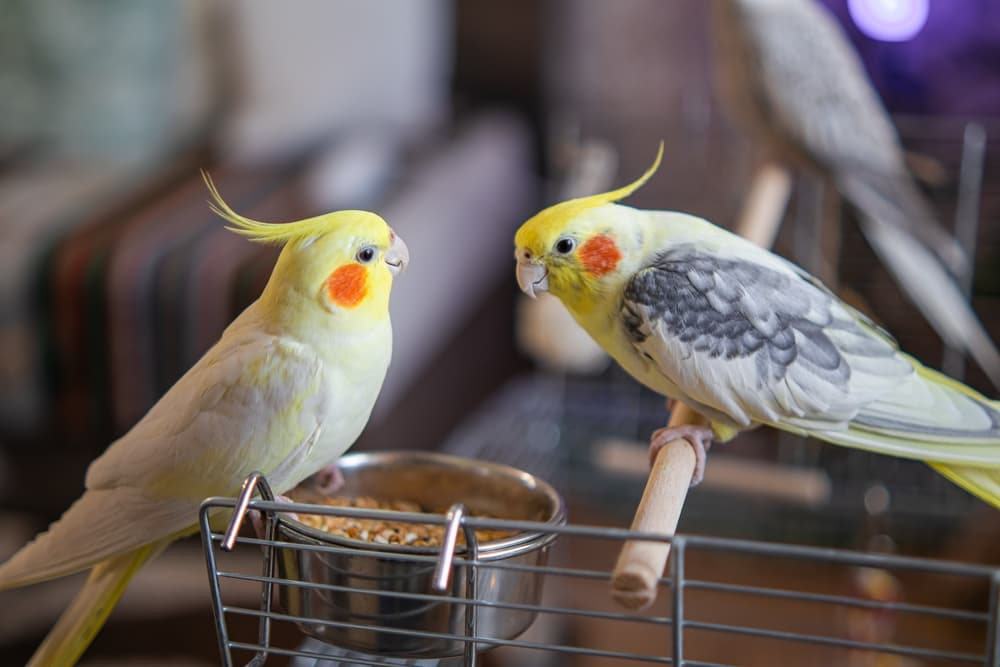 ケージの餌の前で向かい合う2羽のオカメインコ