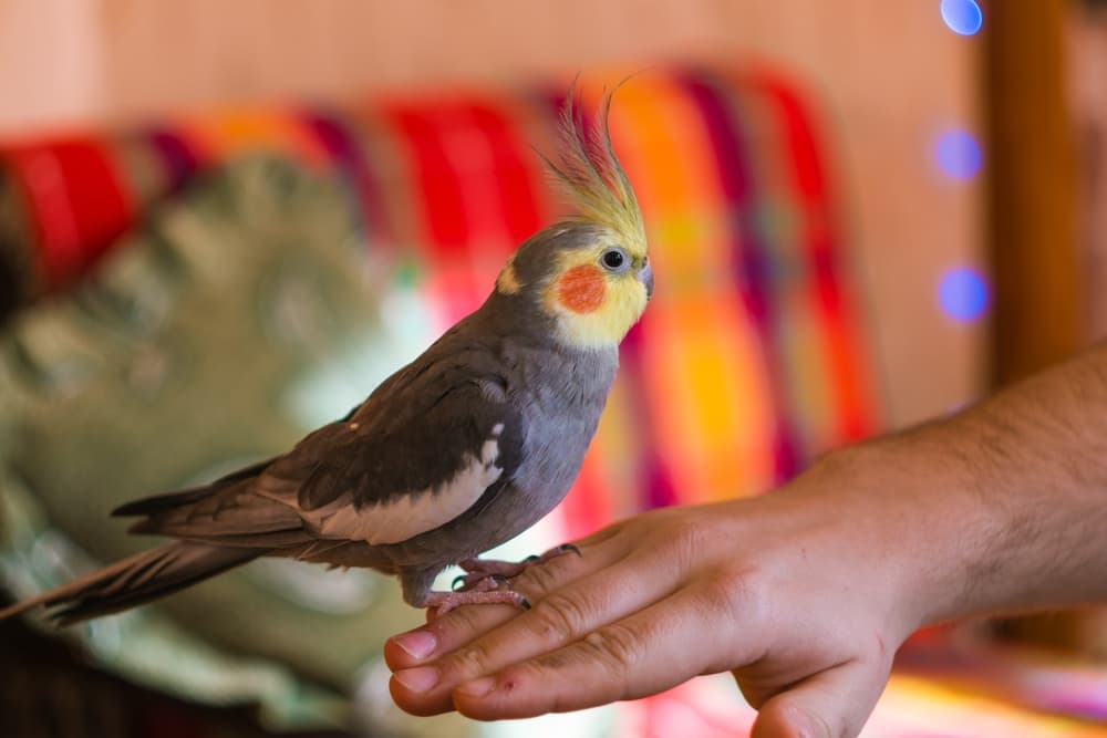 人の手の上に乗るオカメインコ