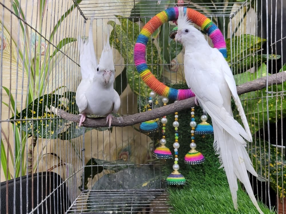 ケージの中に入っている2羽のオカメインコ