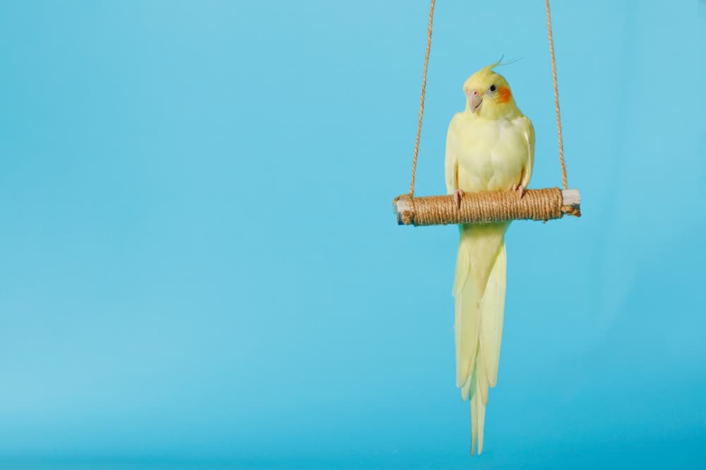 止まり木に止まるオカメインコ