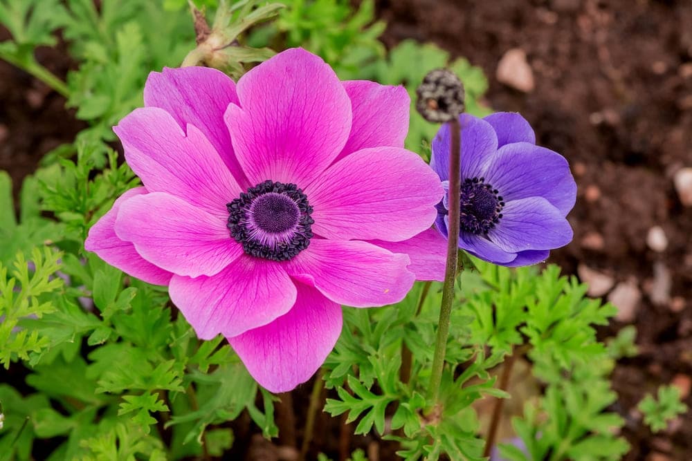 4月に植える花19選｜プランター・花壇におすすめの苗や球根を紹介  