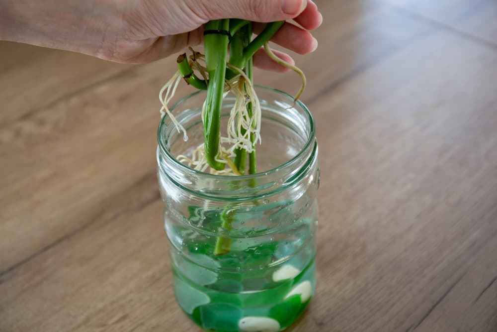 水耕栽培で野菜を育てるときの注意点