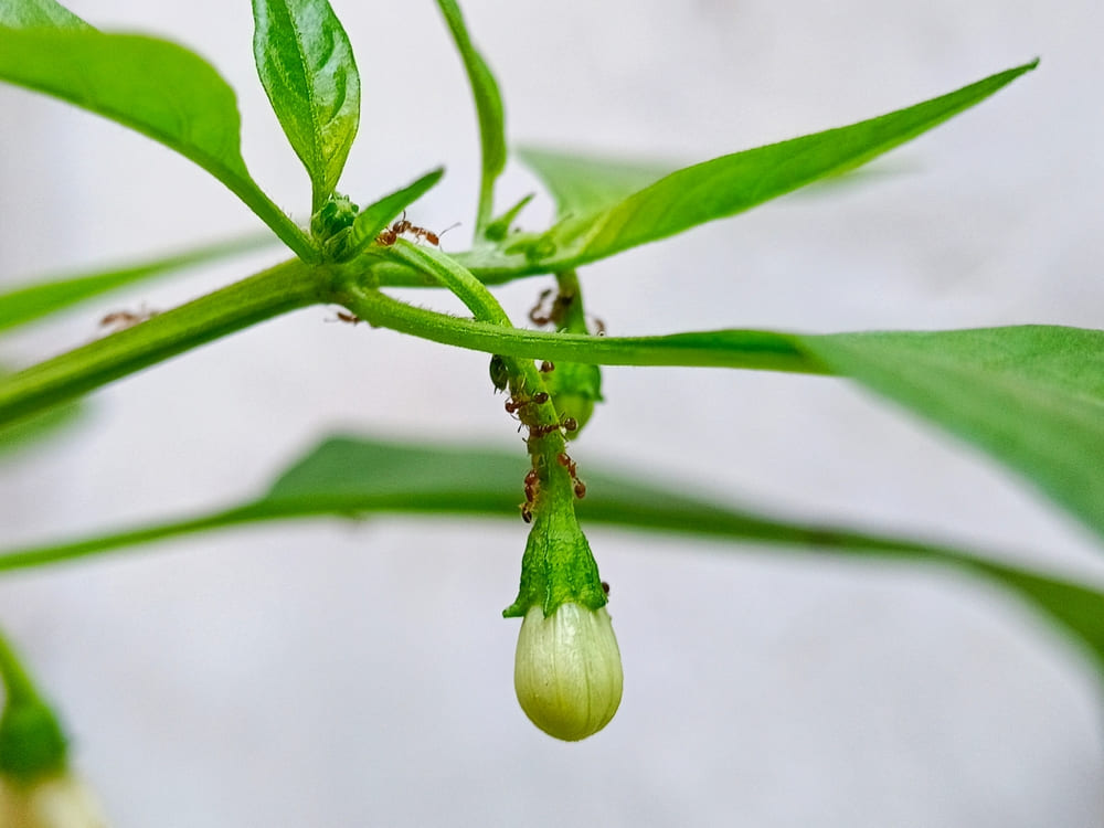 茎に集まっている害虫