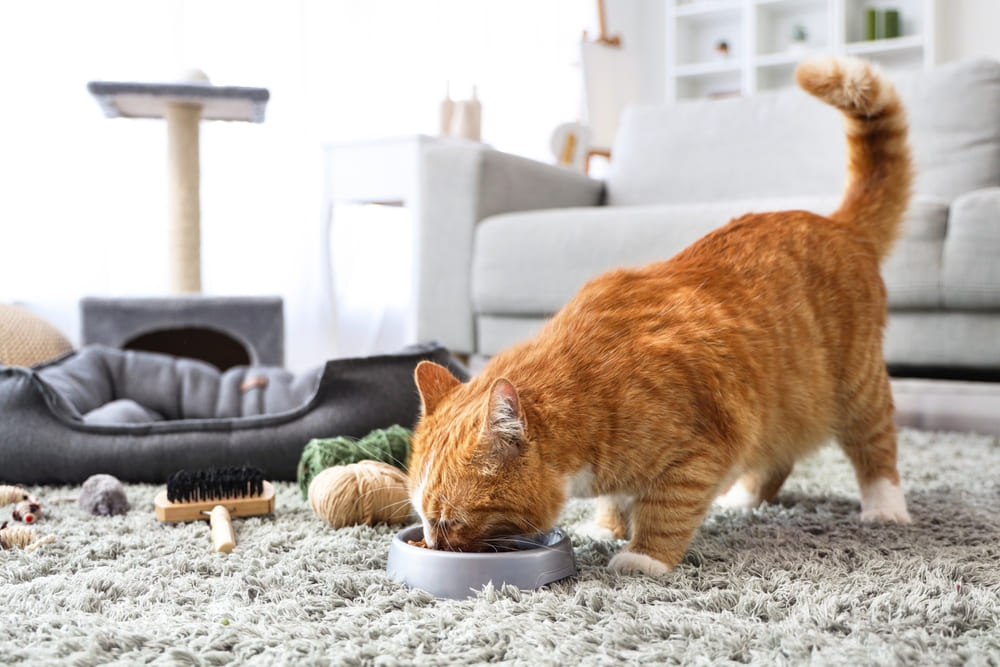 絨毯の上で餌を食べる猫