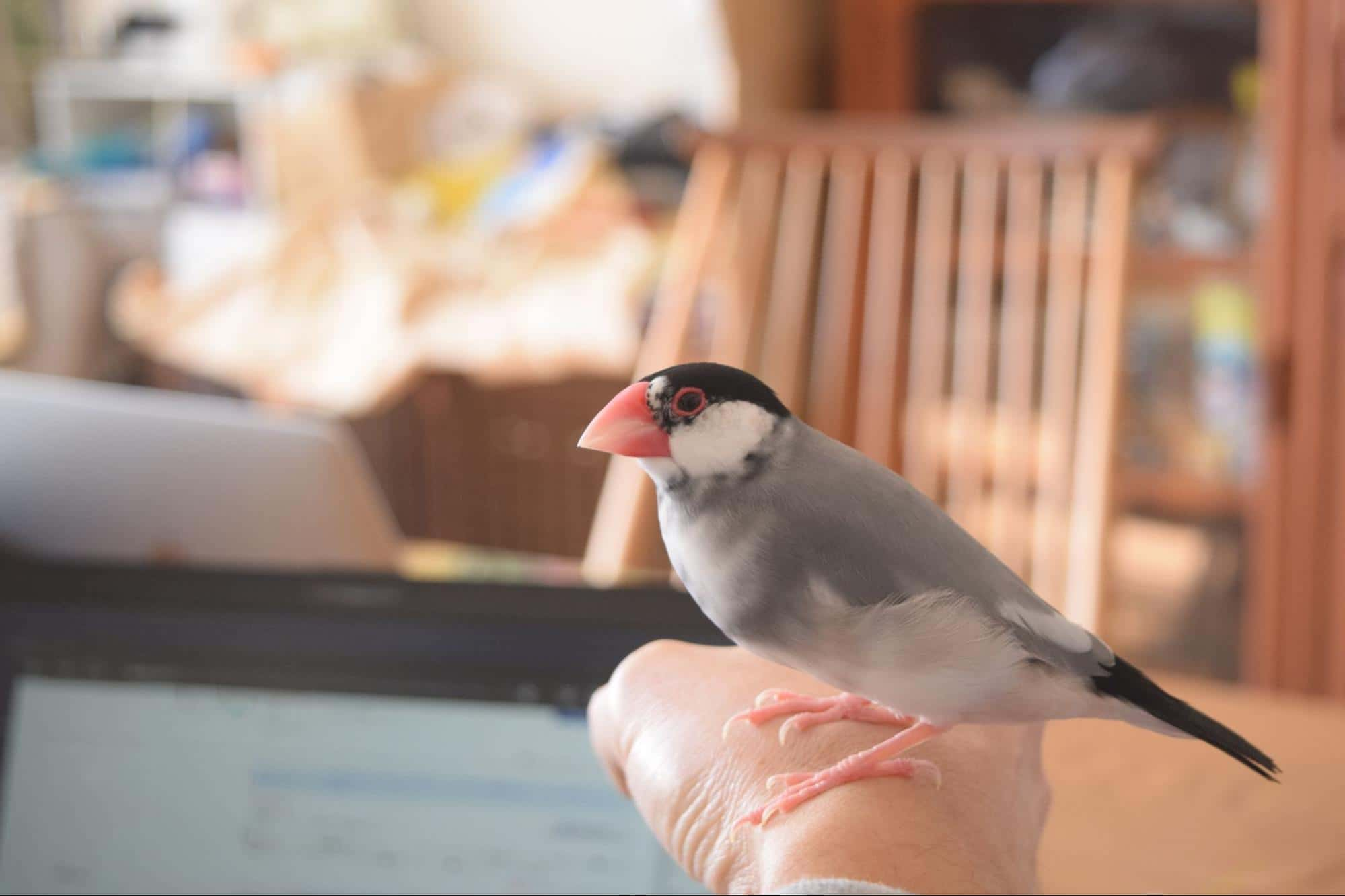 室内で人の手に乗っている文鳥