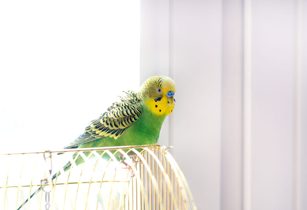 ケージの上に止まっているセキセイインコ