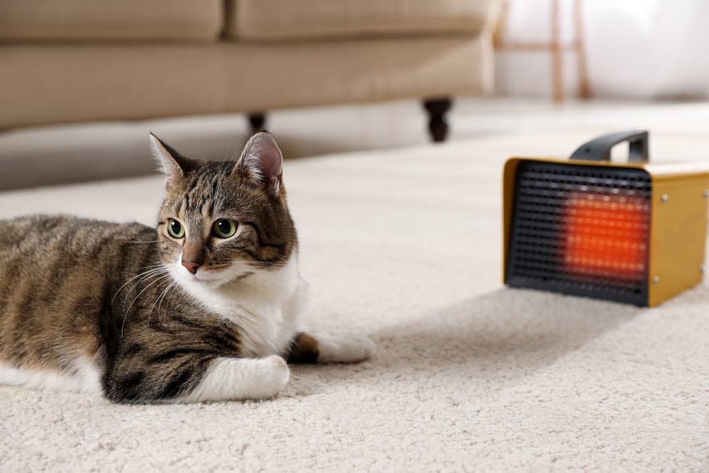 ストーブの前で温まる猫