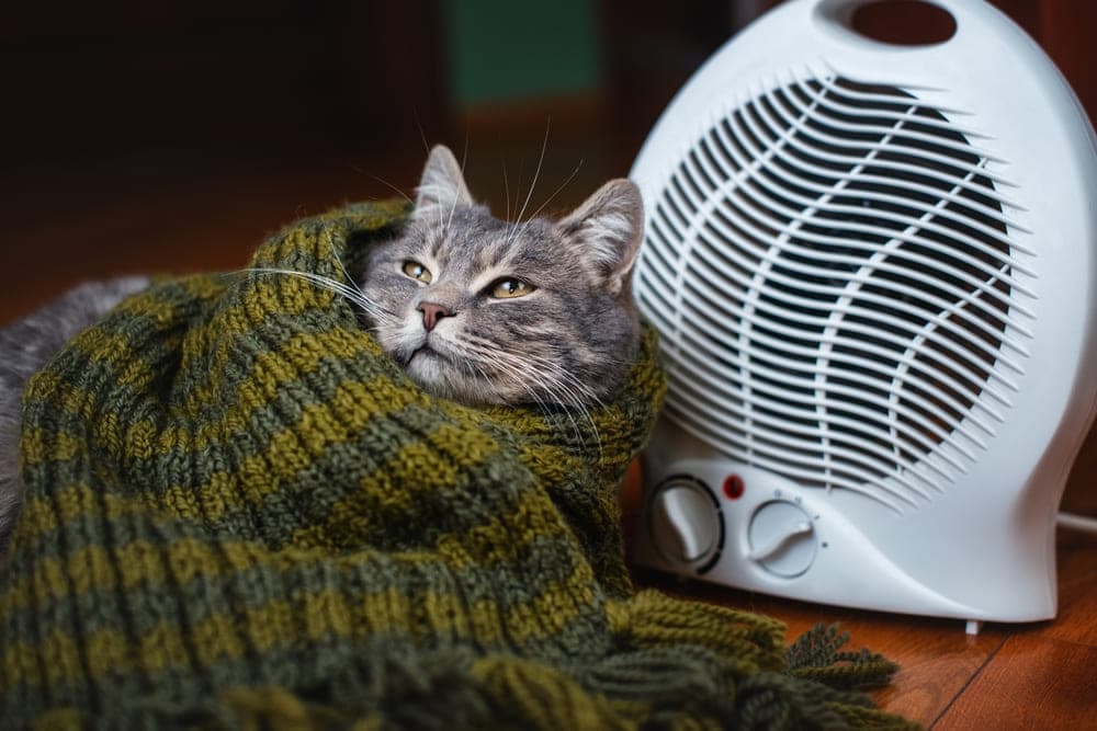 温風機の前でマフラーに包まる猫