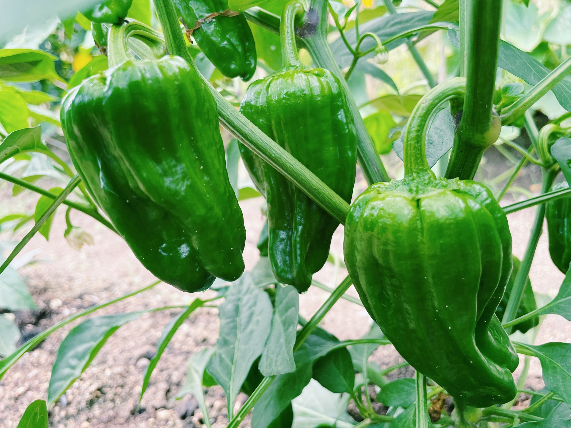 収穫時期を迎えた緑色のピーマン