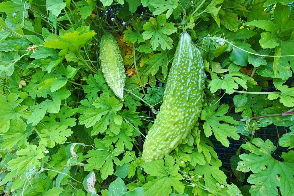 収穫期を迎えた家庭菜園のゴーヤ