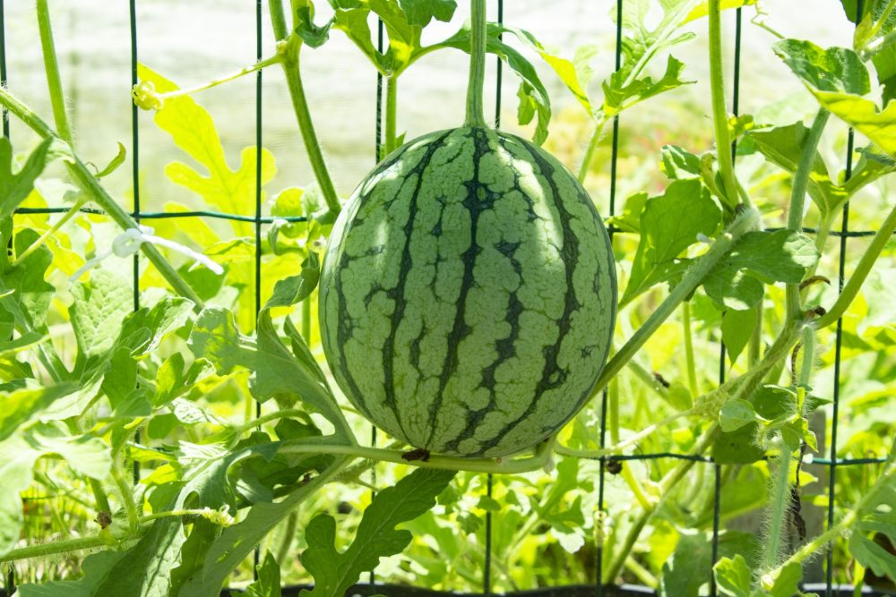 園芸ネットを使って空中栽培しているスイカ