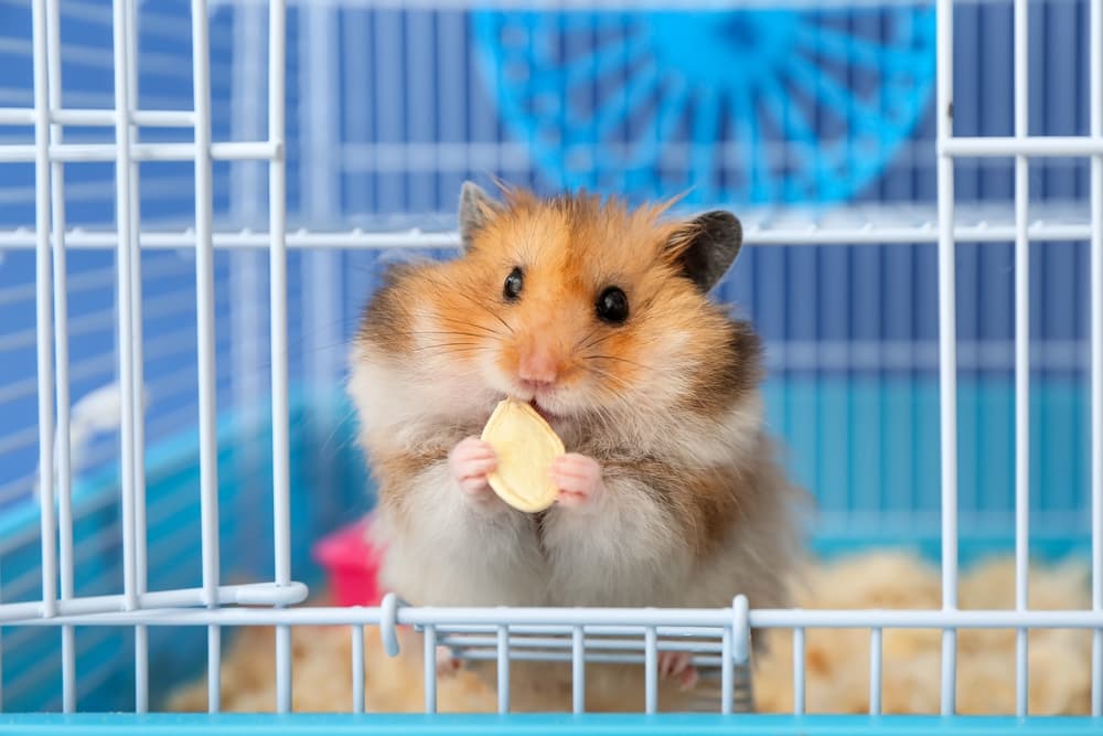 ケージの中で餌を食べているハムスター