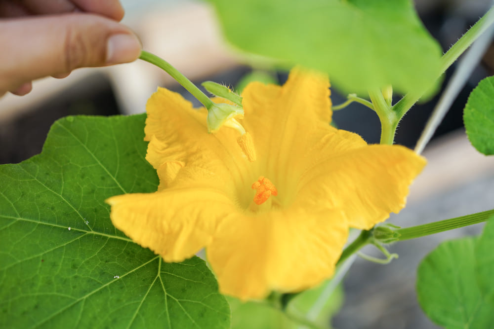 人の手によって受粉しているカボチャの花