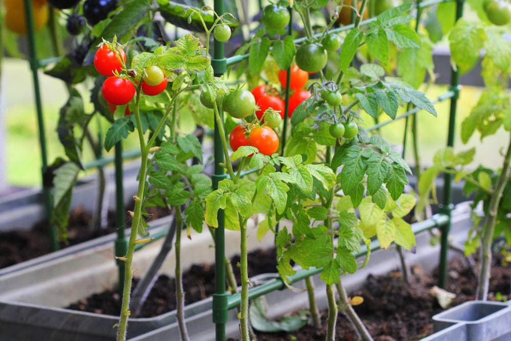 6月に植える野菜