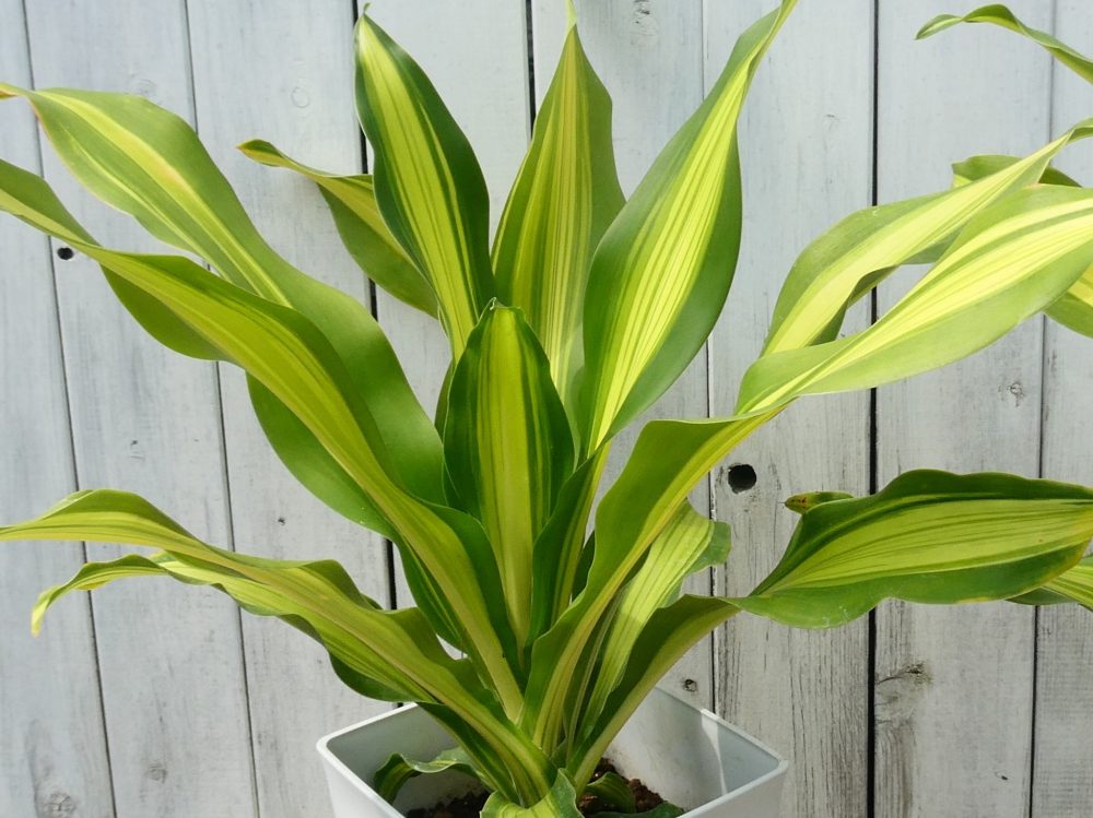 鉢植えのドラセナ・ゴールドコード