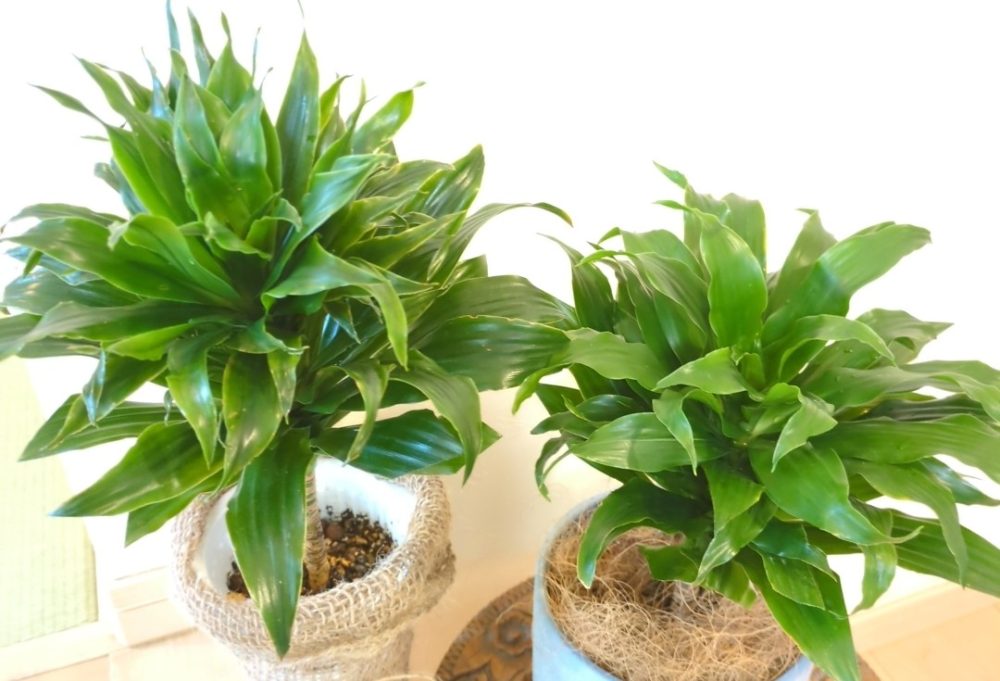 鉢植えのドラセナ・コンパクタ