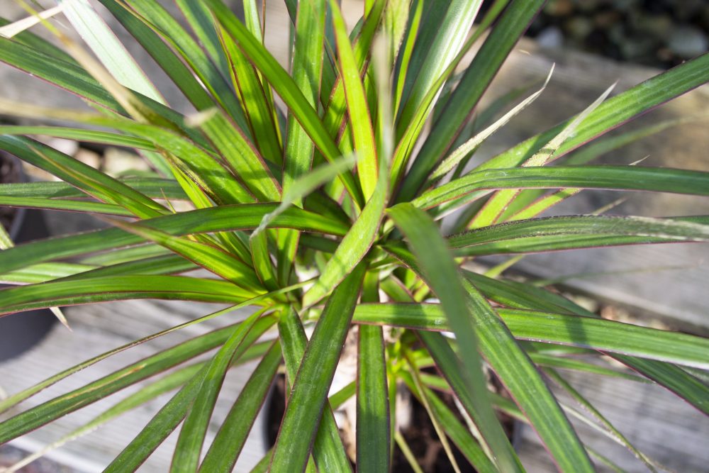 鉢植えのドラセナ・マルギナータ