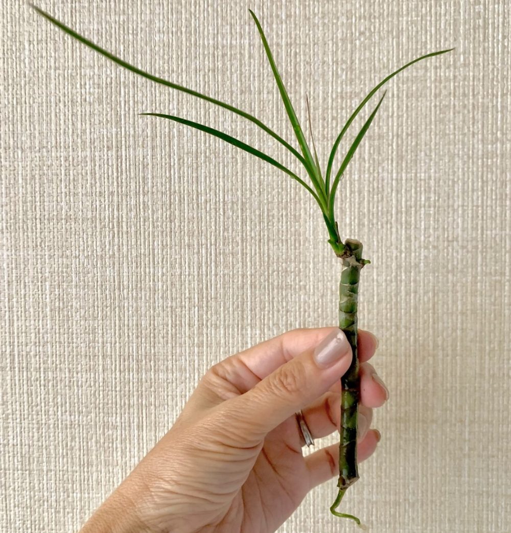 ドラセナ・マルギナータの挿し木用の茎を持っている手