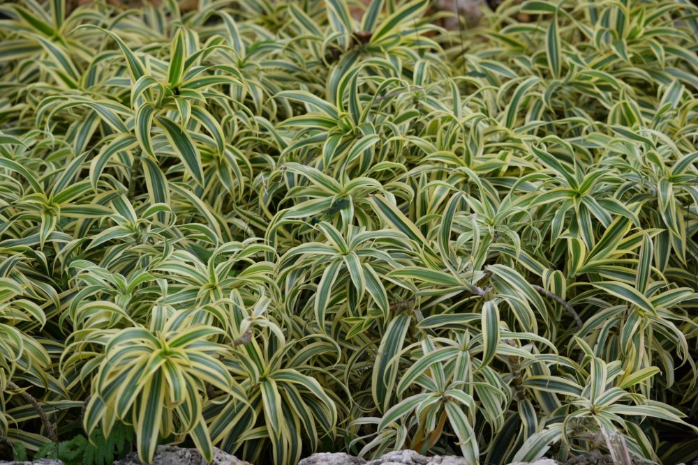 庭植えのドラセナ・レフレクサ
