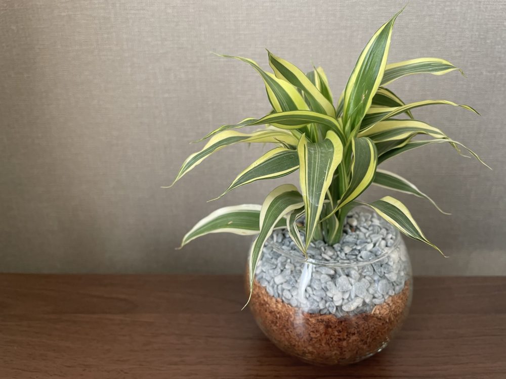 ガラス鉢に植えられたドラセナ・サンデリアーナ