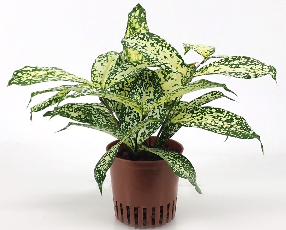 鉢植えのドラセナ・スルクロサ