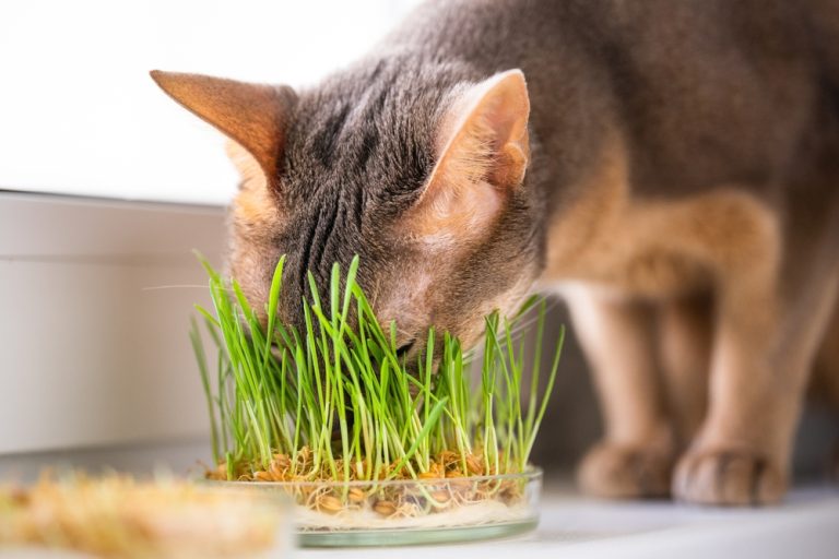 猫草の育て方｜猫が食べたときの効果や上手な栽培のしかたを詳しく紹介 | コーナンTips