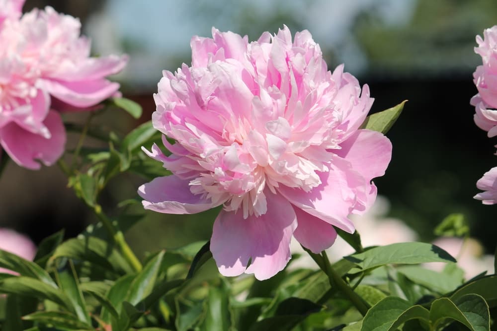 画像いっぱいに映るピンク色のシャクヤクの花