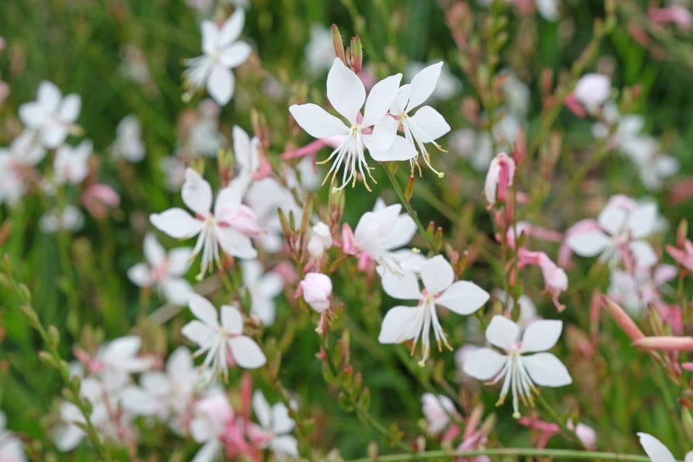 白色のガウラの花