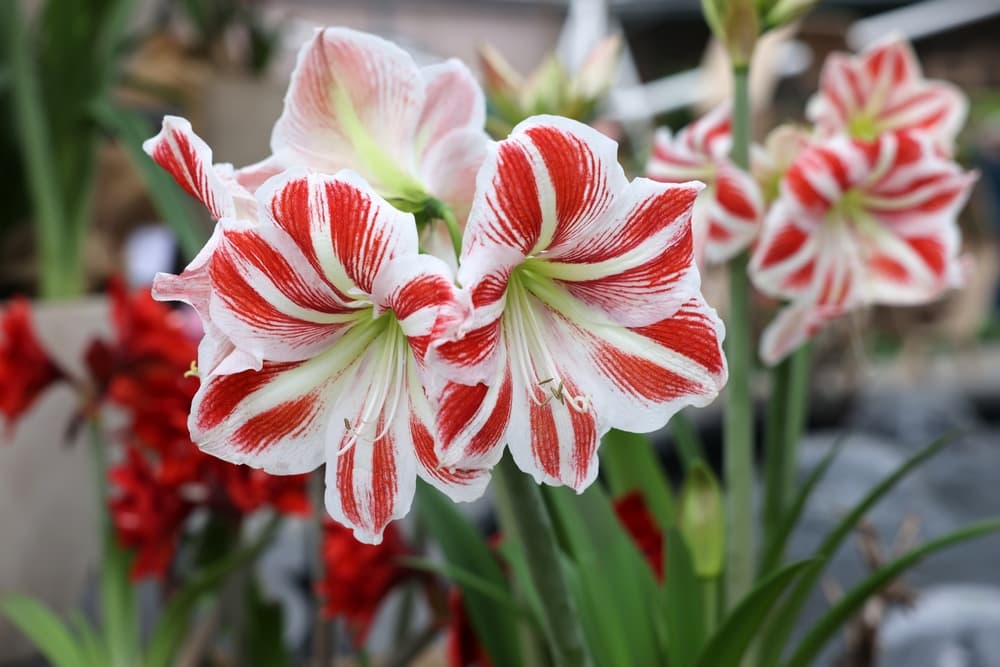 白と赤の複色のアマリリスの花