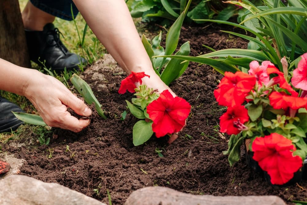 土に植えられている花苗と、植えている人の手