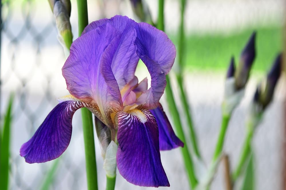 青紫色のジャーマンアイリスの花