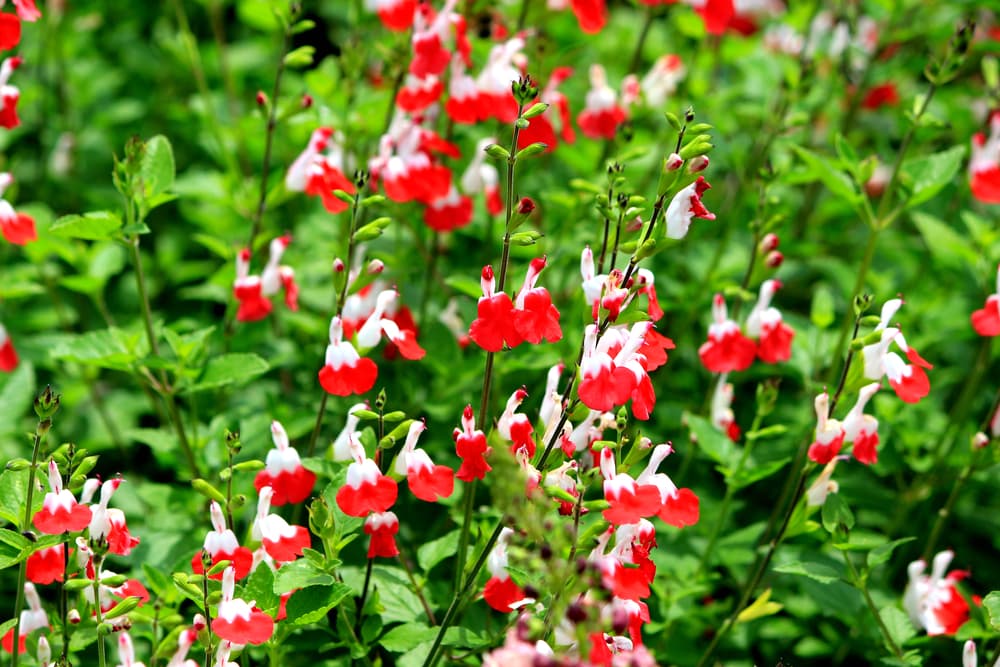 赤と白色がついたチェリーセージの花