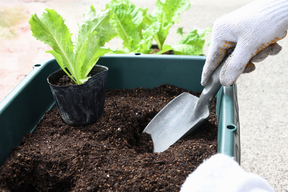 スコップを使って、野菜の苗をプランターに植えている画像