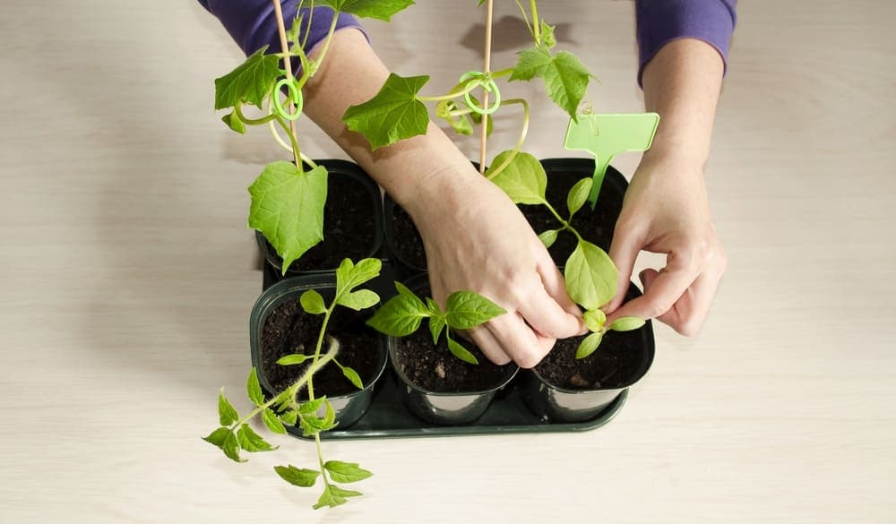 プランターに苗を植えている