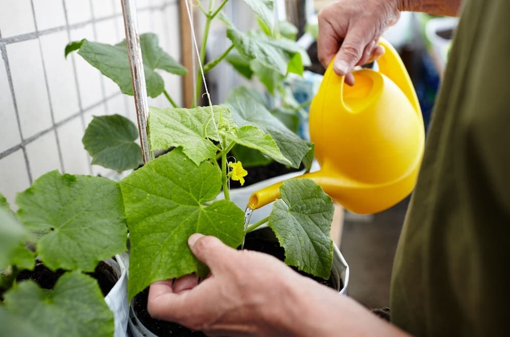 植物にジョウロで水をあげている