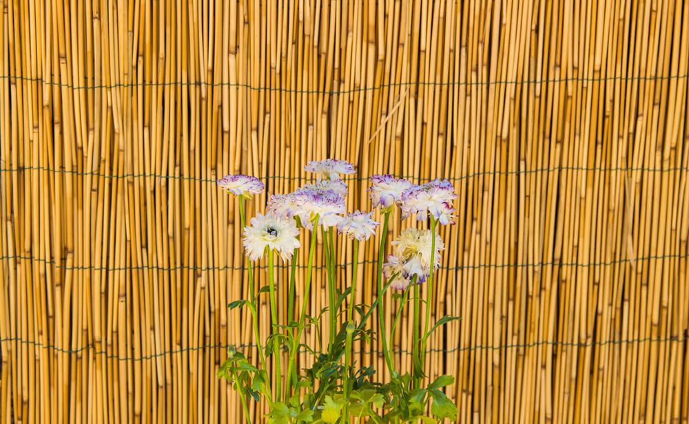 よしずと花の画像