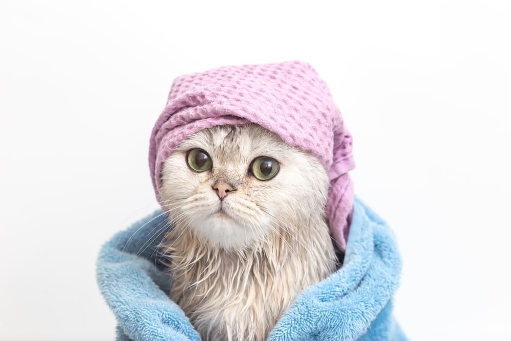 バスタオルに包まれている猫