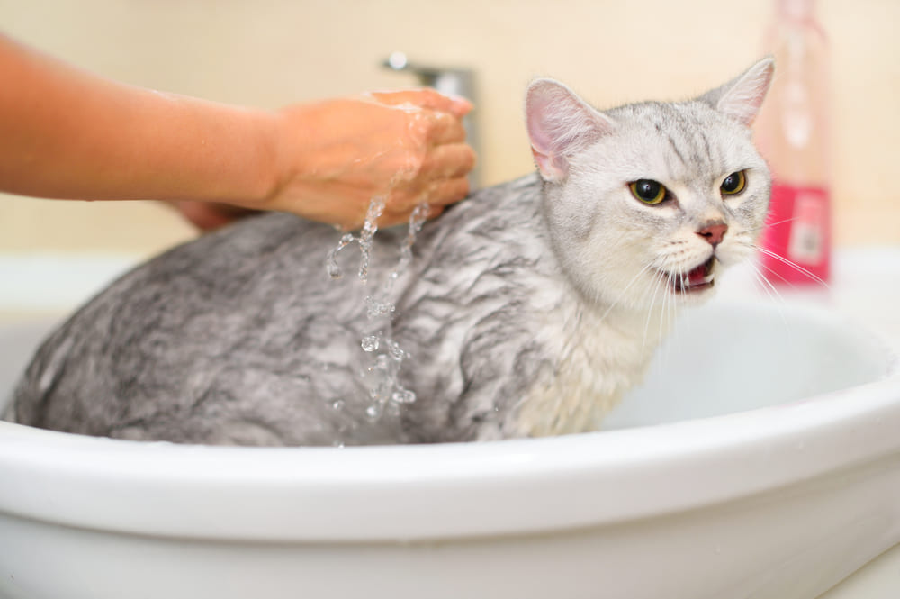 人の手で洗われている猫