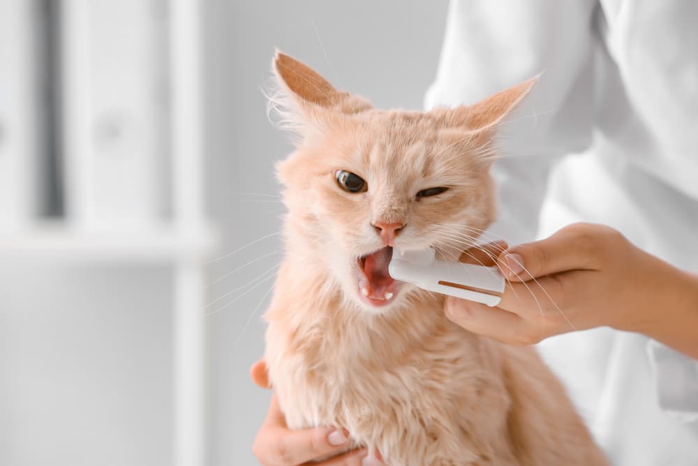 猫用歯ブラシを指に装着し、猫の歯磨きをしている画像