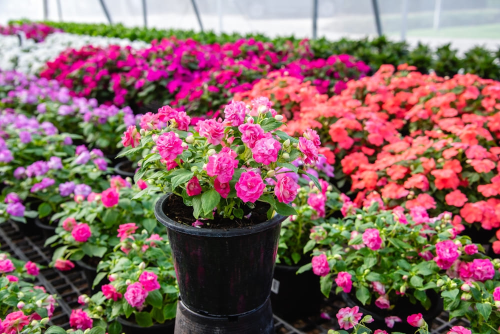 7月に植える花