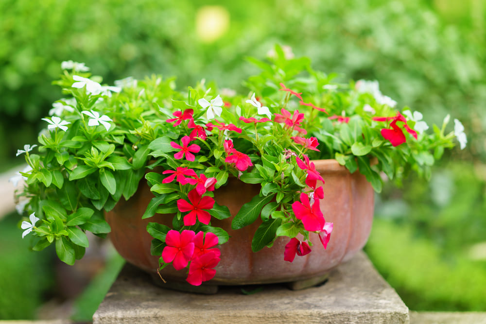鉢に植えられた花と、背景には自然の景色