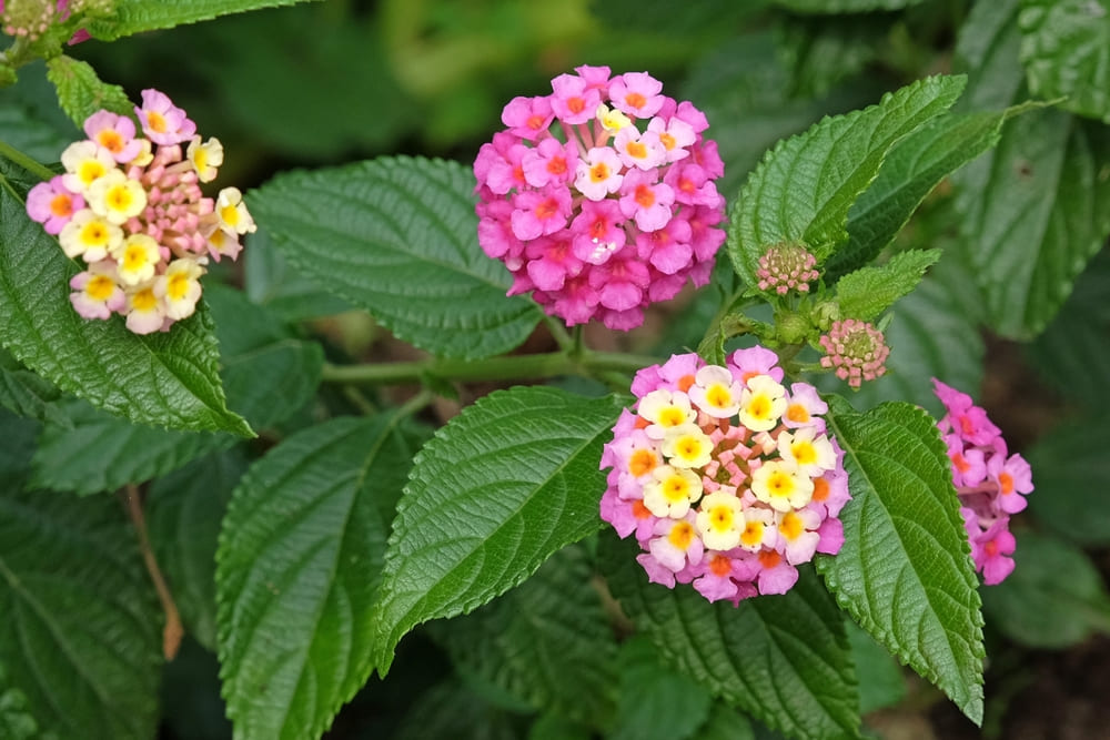 ランタナの花の画像